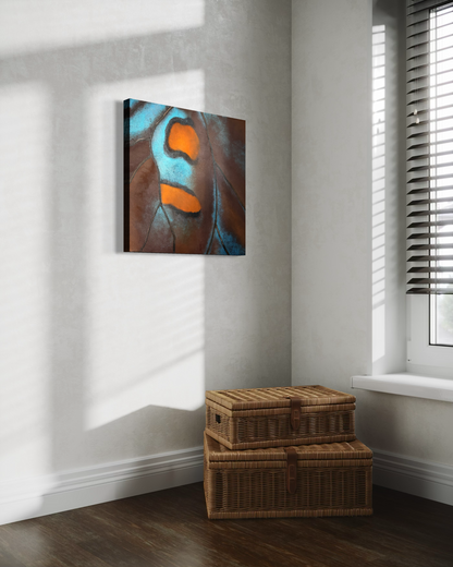 Pipevine Butterfly